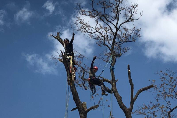 特殊伐採の事例